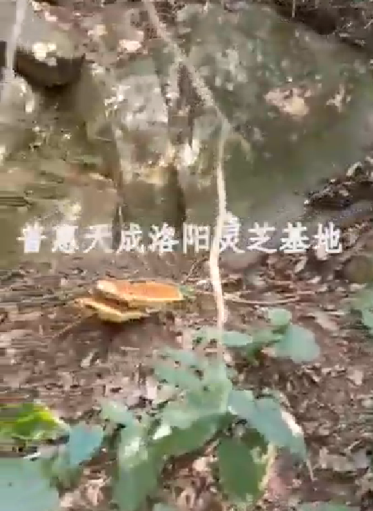 7790必发集团官网天成洛阳灵芝基地